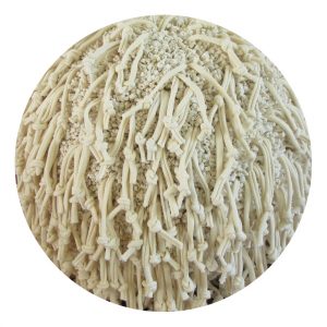 Root ball